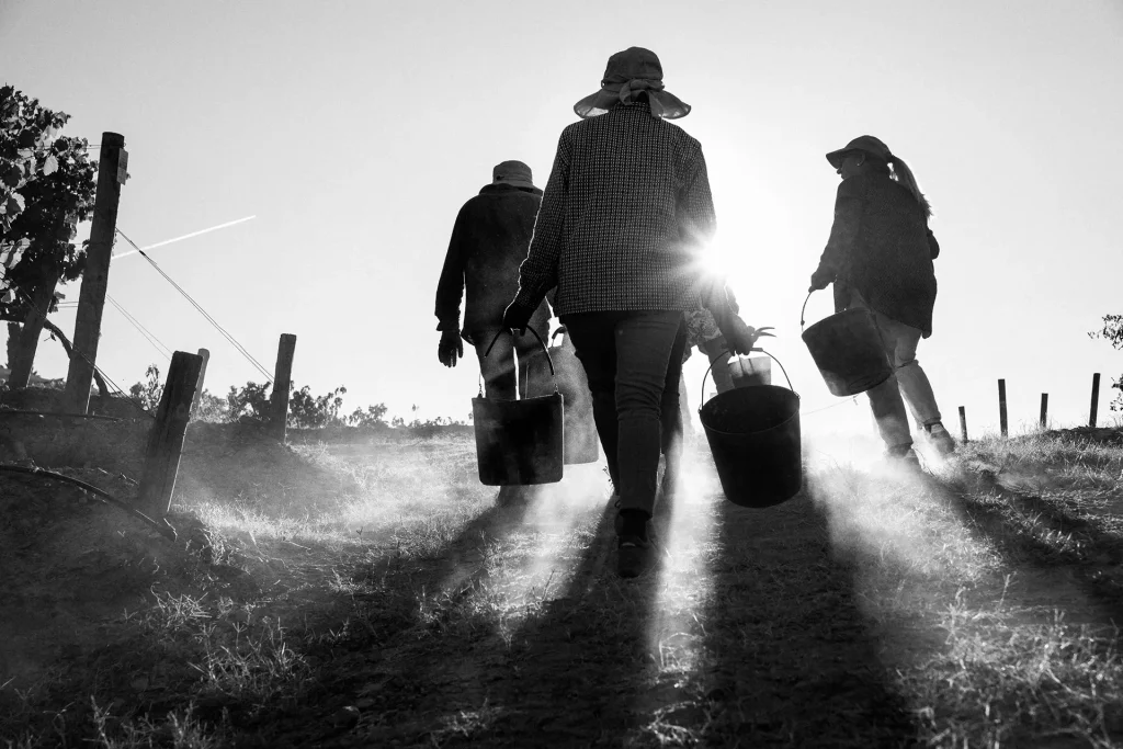 Three vineyard workers carrying buckets along a misty path, backlit by the low sun. Photograph by John Neil