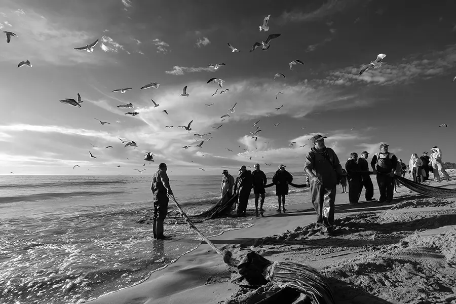 Fishermen hauling a net up the beach beneath a flock of seagulls. Photograph by Carlos Costa